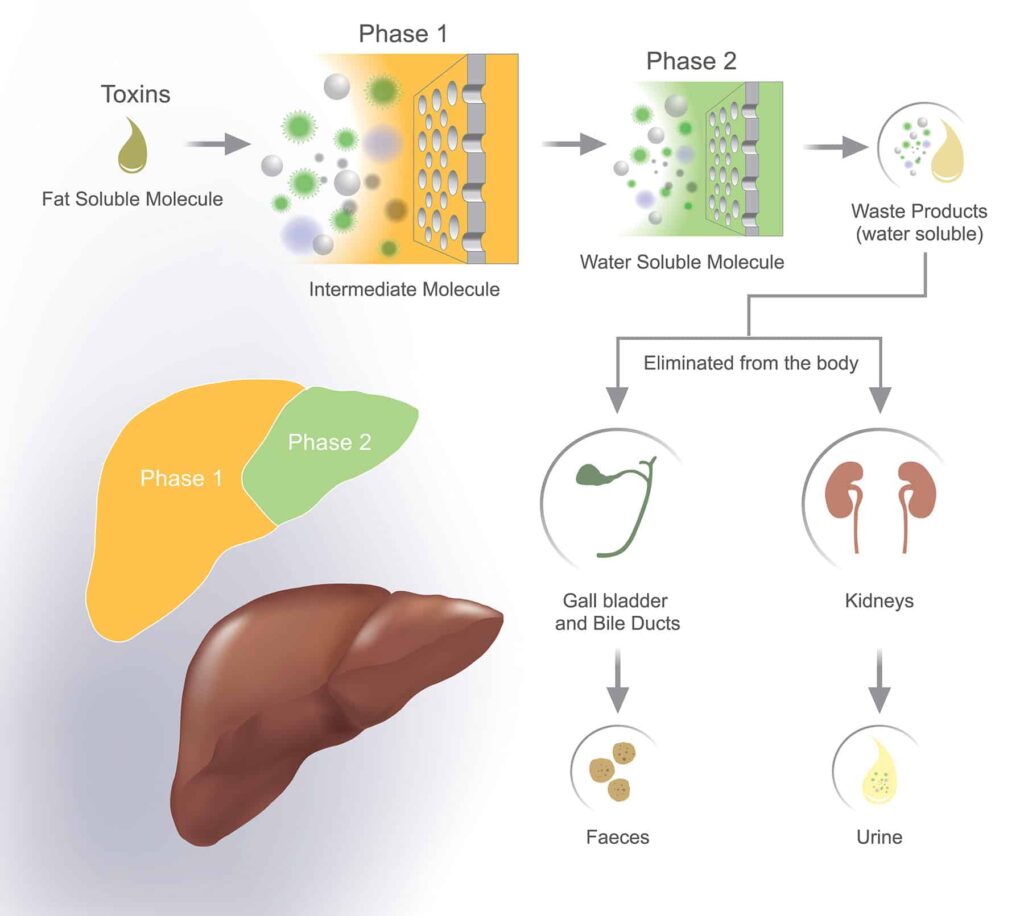 Liver detoxification