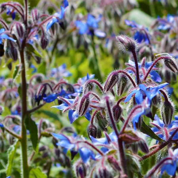 Borage Oil