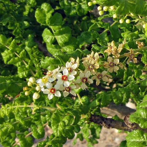 Frankincense