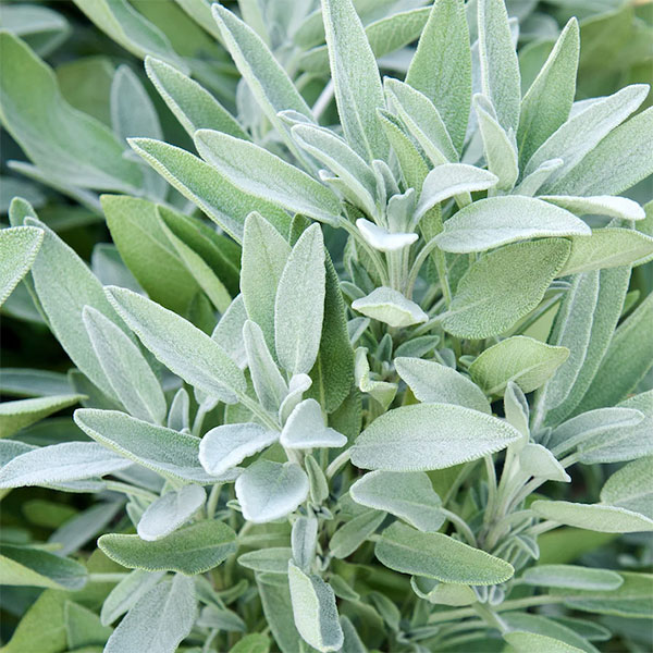 Sage Essential Oil